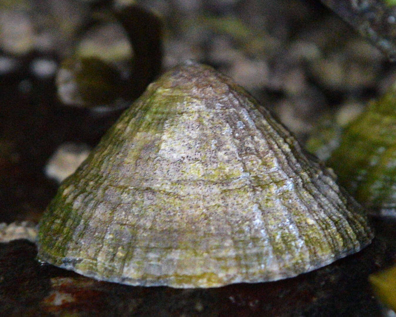 Image of Common limpet