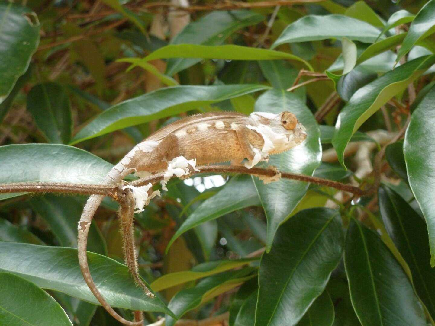 Image of Panther Chameleon