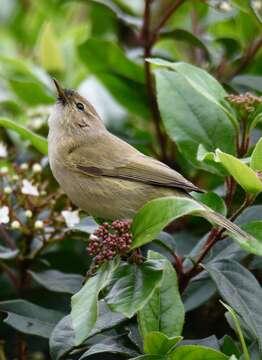 Image of Common Chiffchaff