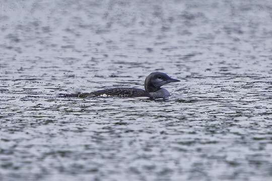 Image of Arctic Loon