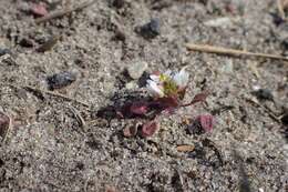 Image of early scurvygrass