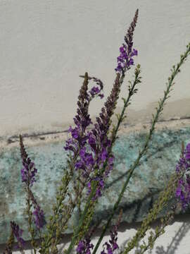 Image of Purple Toadflax