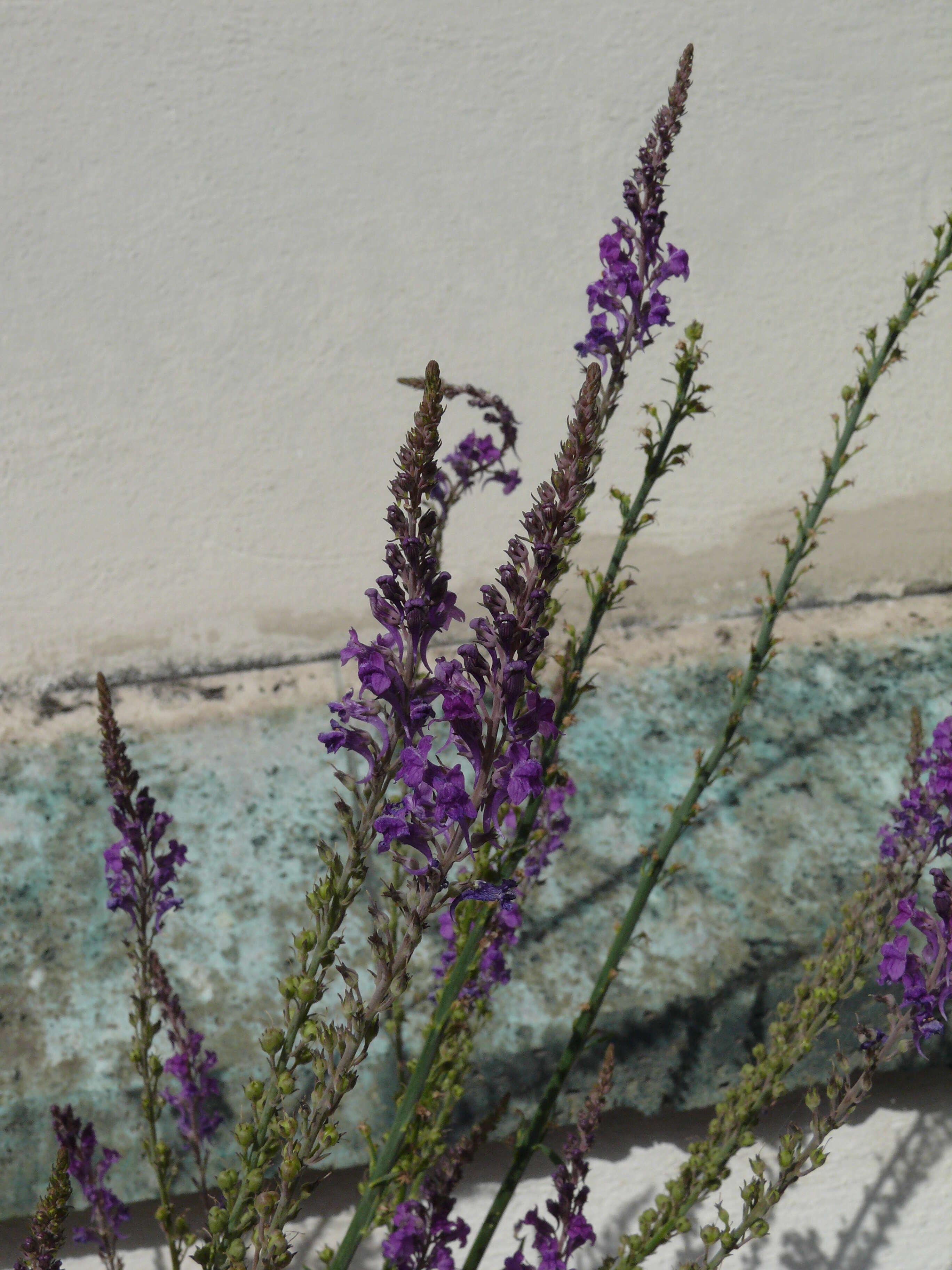 Image of Purple Toadflax