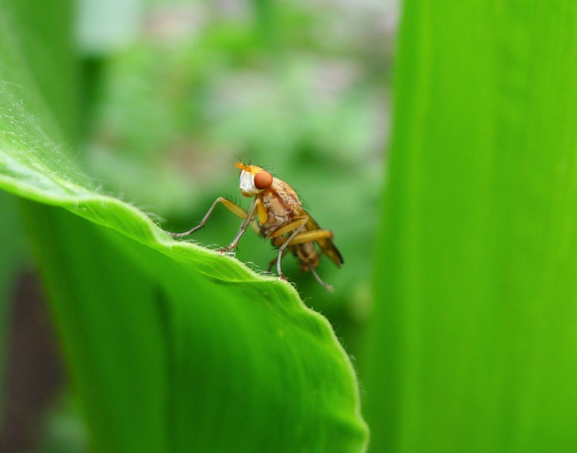 Image de Sciomyzidae