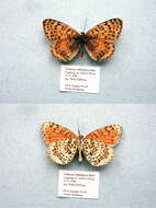 Image de Melitaea persea Kollar 1850