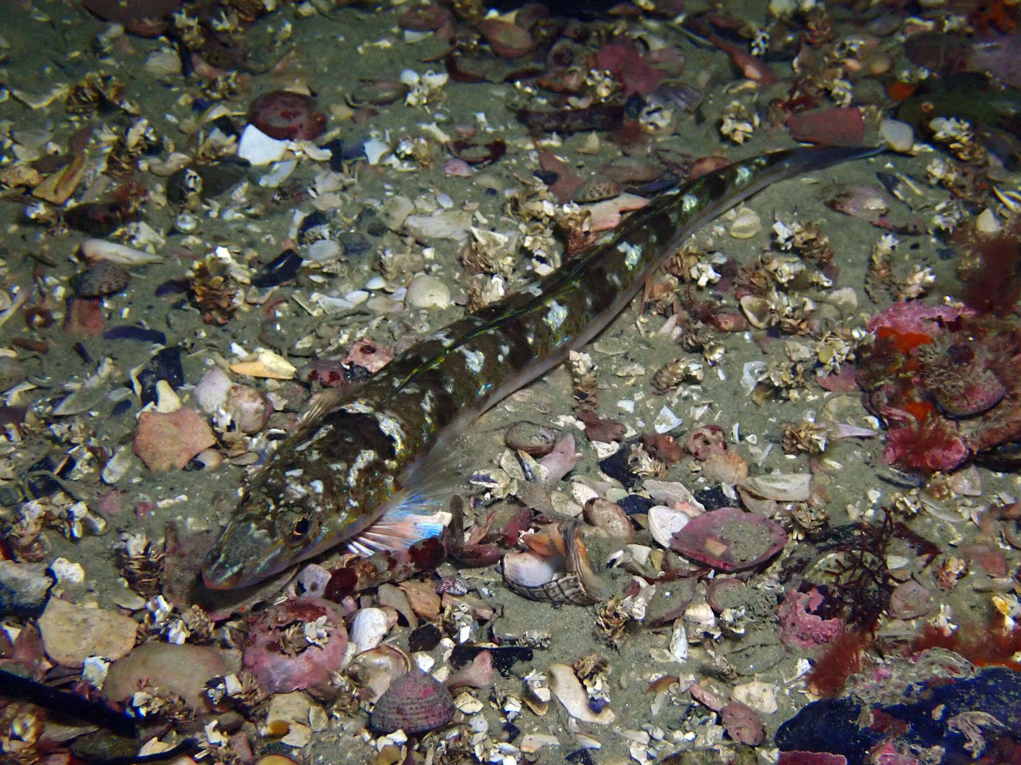 Image of Opalfish