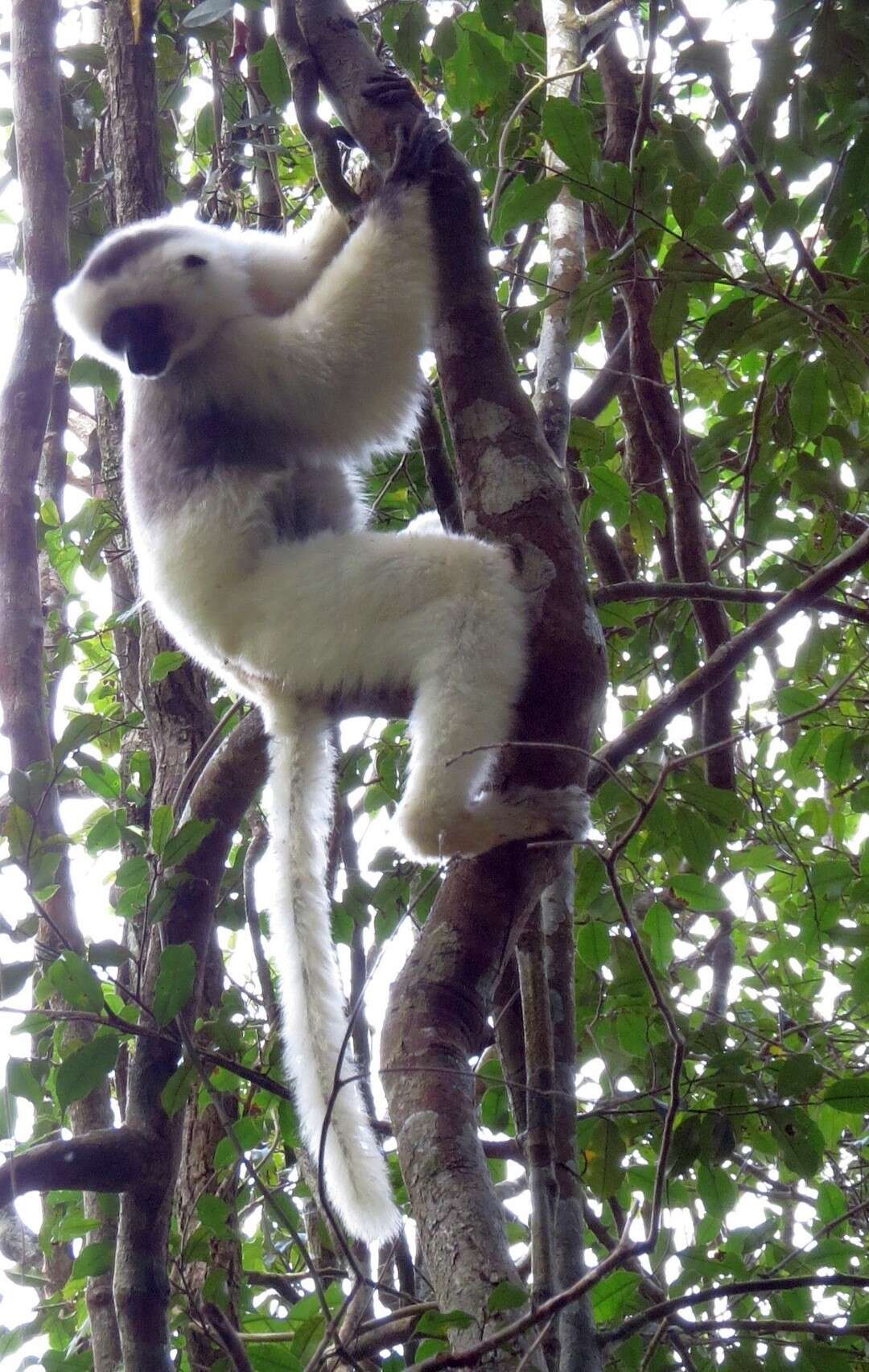 Image of Silky Sifaka