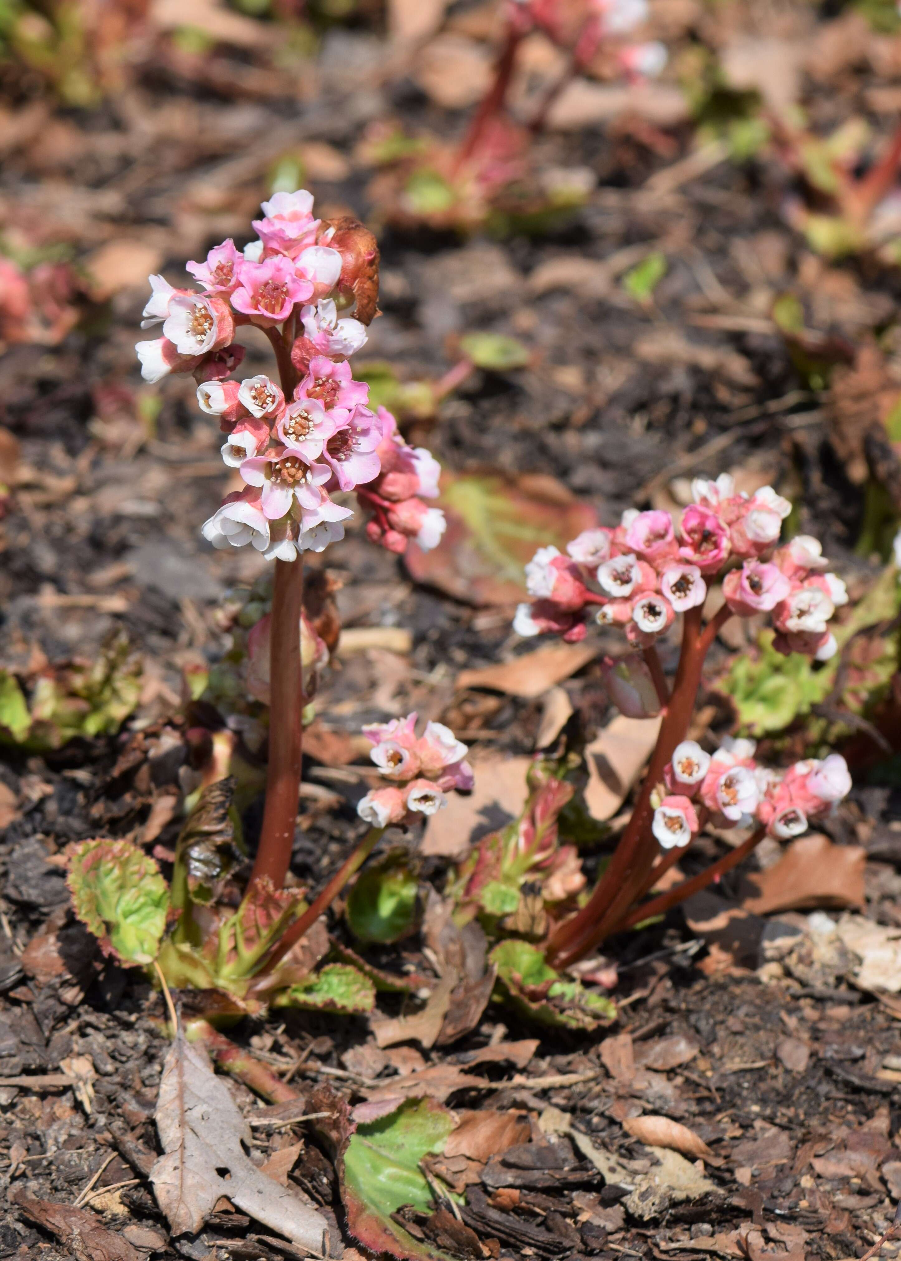 Image of Bergenia ciliata (Haw.) Sternb.