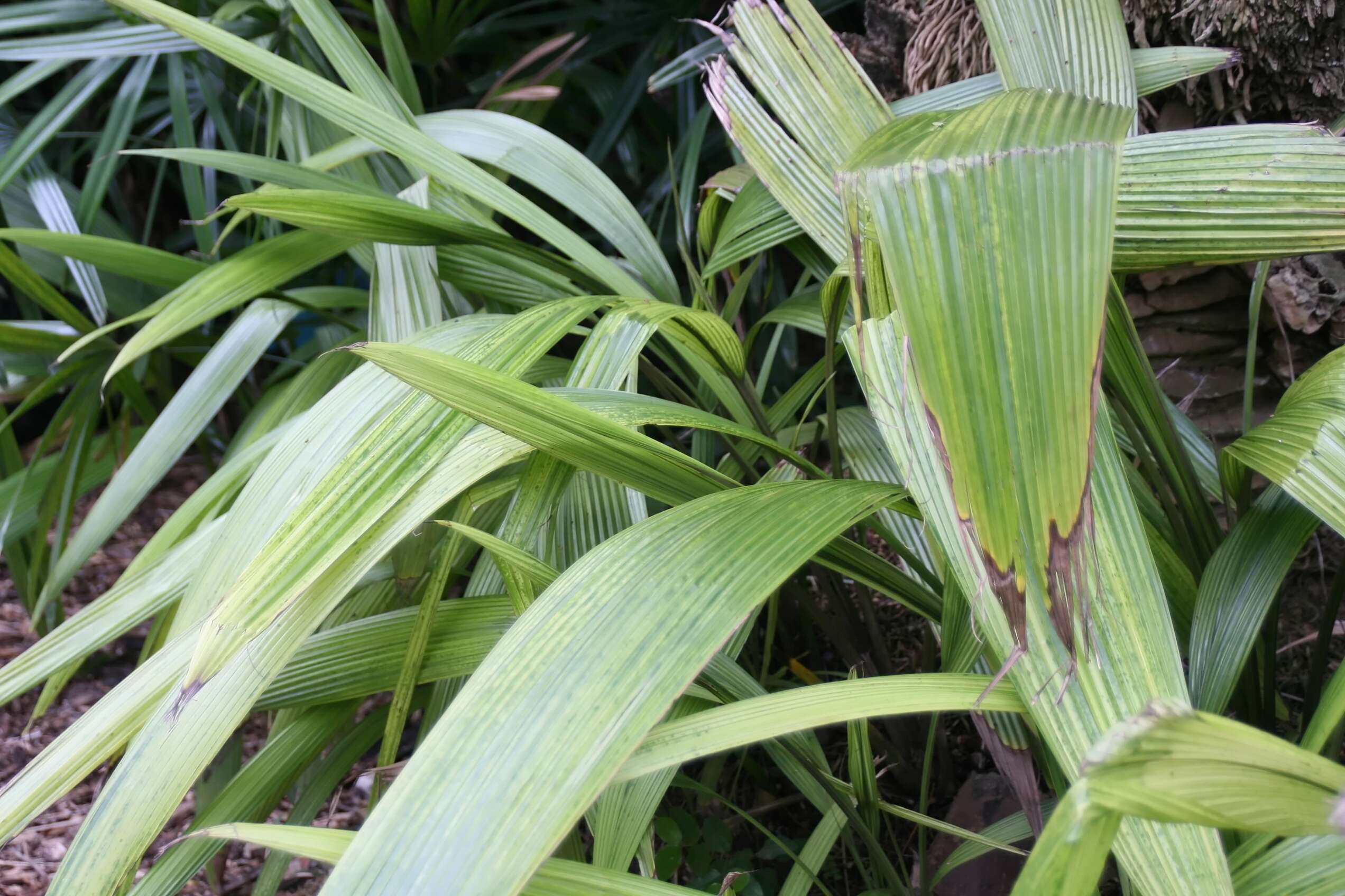 Image of Palm-Grass