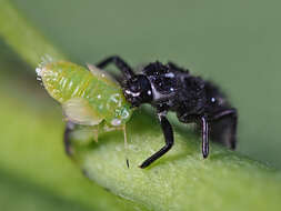 Image of jumping plantlice