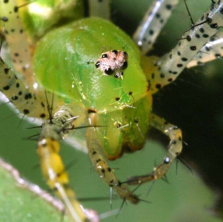 Image of Peucetia