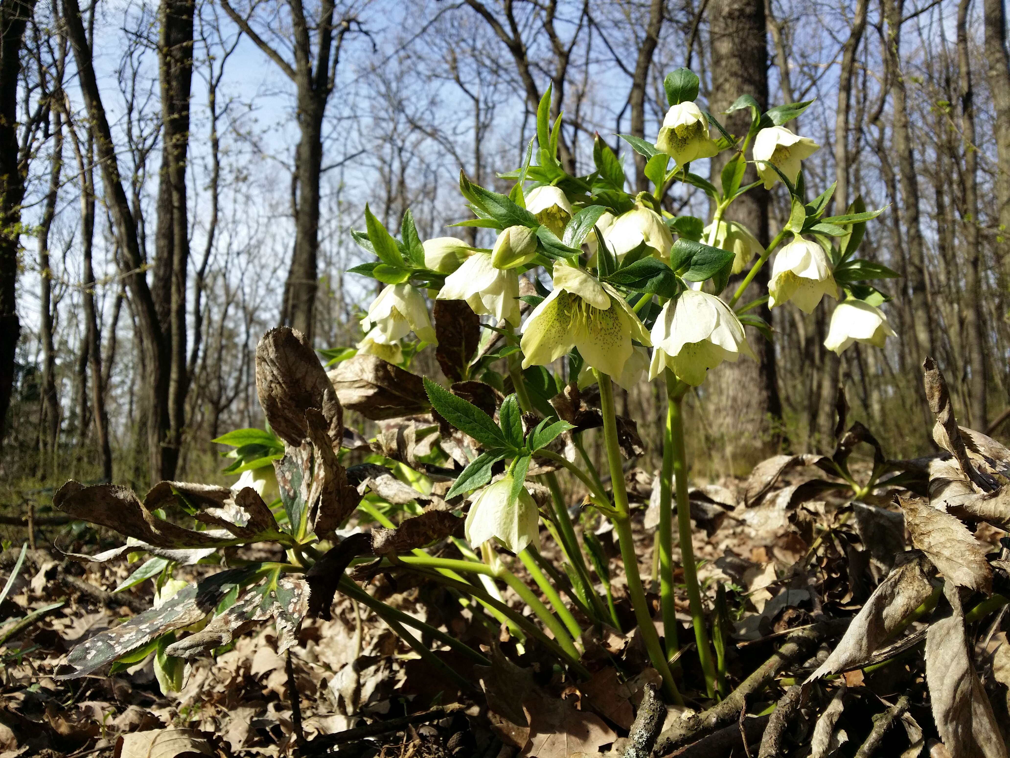 Image of lenten-rose