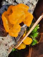 Image of Witches butter