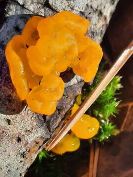 Image of Witches butter