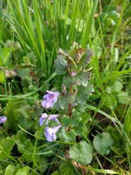 Image of Ground ivy