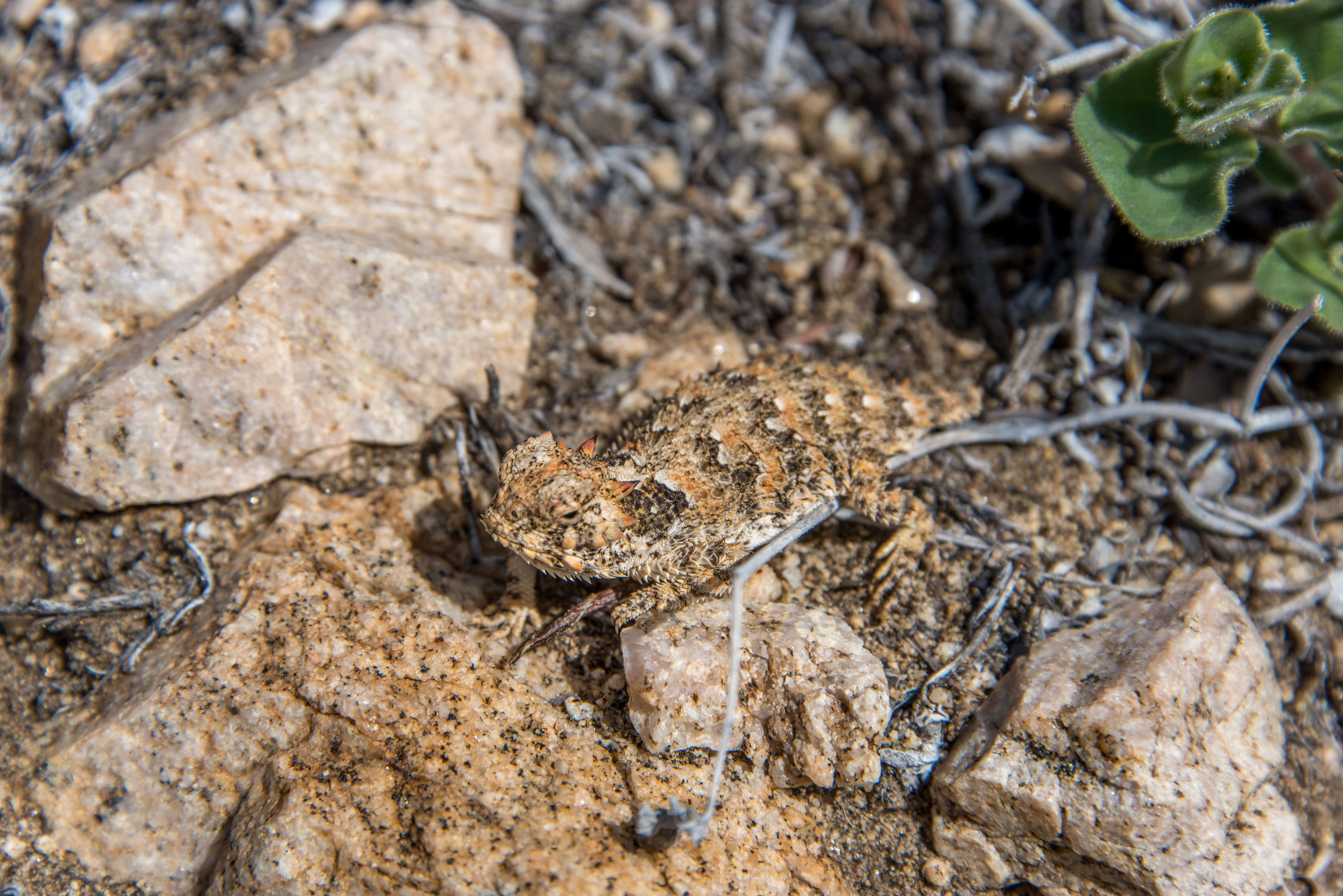 Image of San Diego Horned Lizard