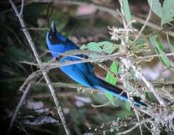 Image of Black-collared Jay