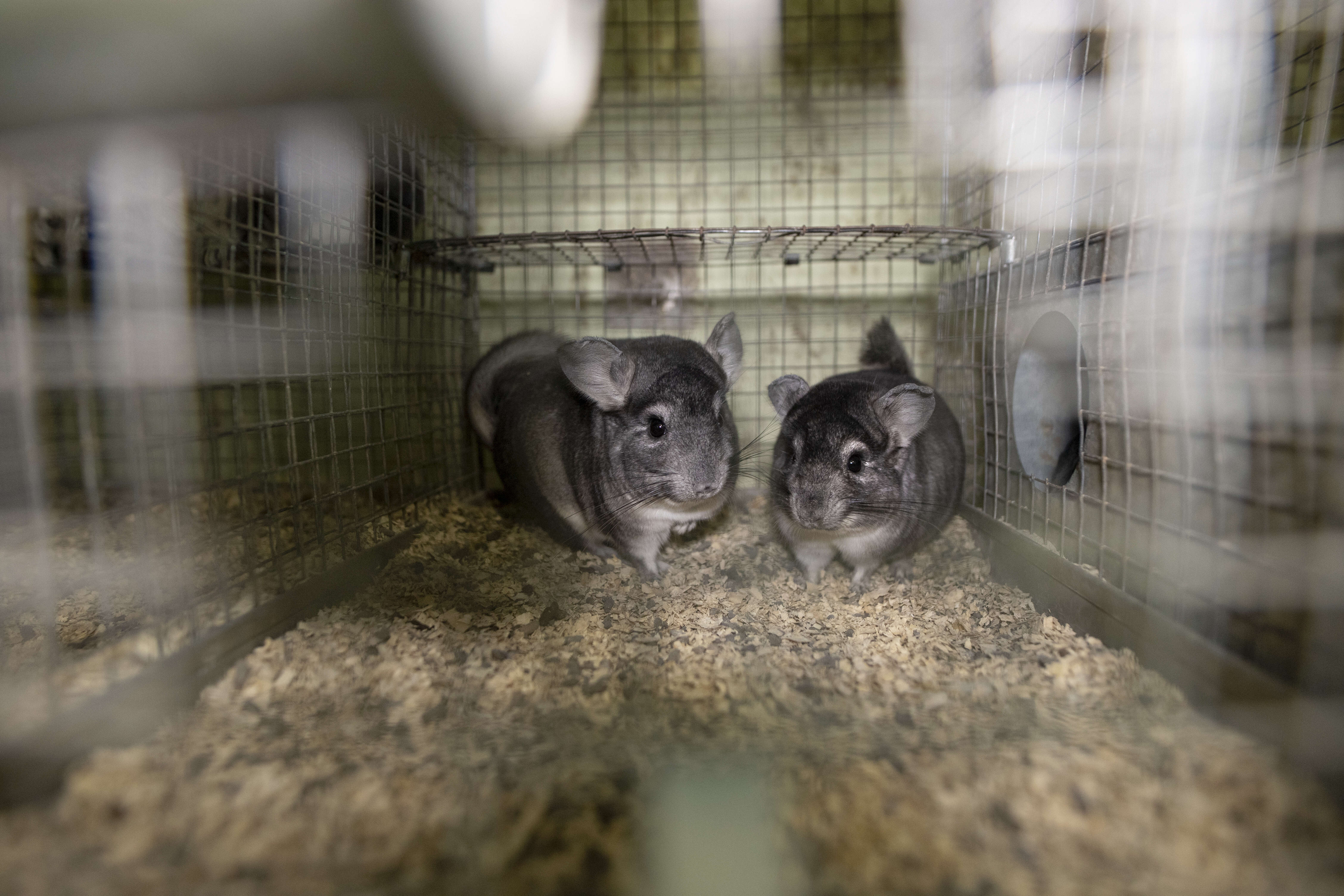 Image of chinchilla