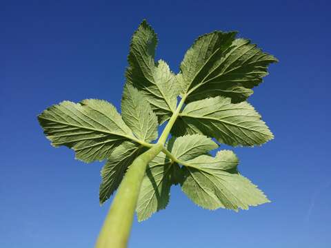 Image of Norwegian angelica