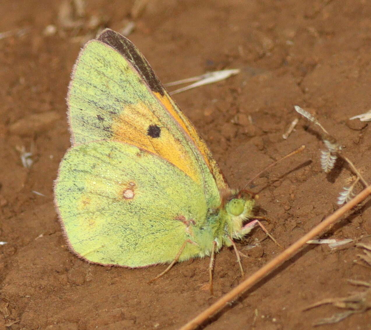 Image of Colias electo (Linnaeus 1763)