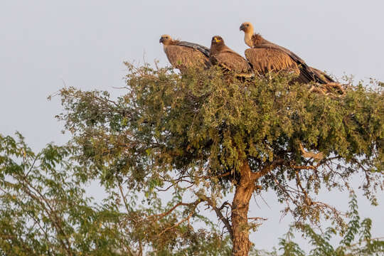 Image of Steppe Eagle