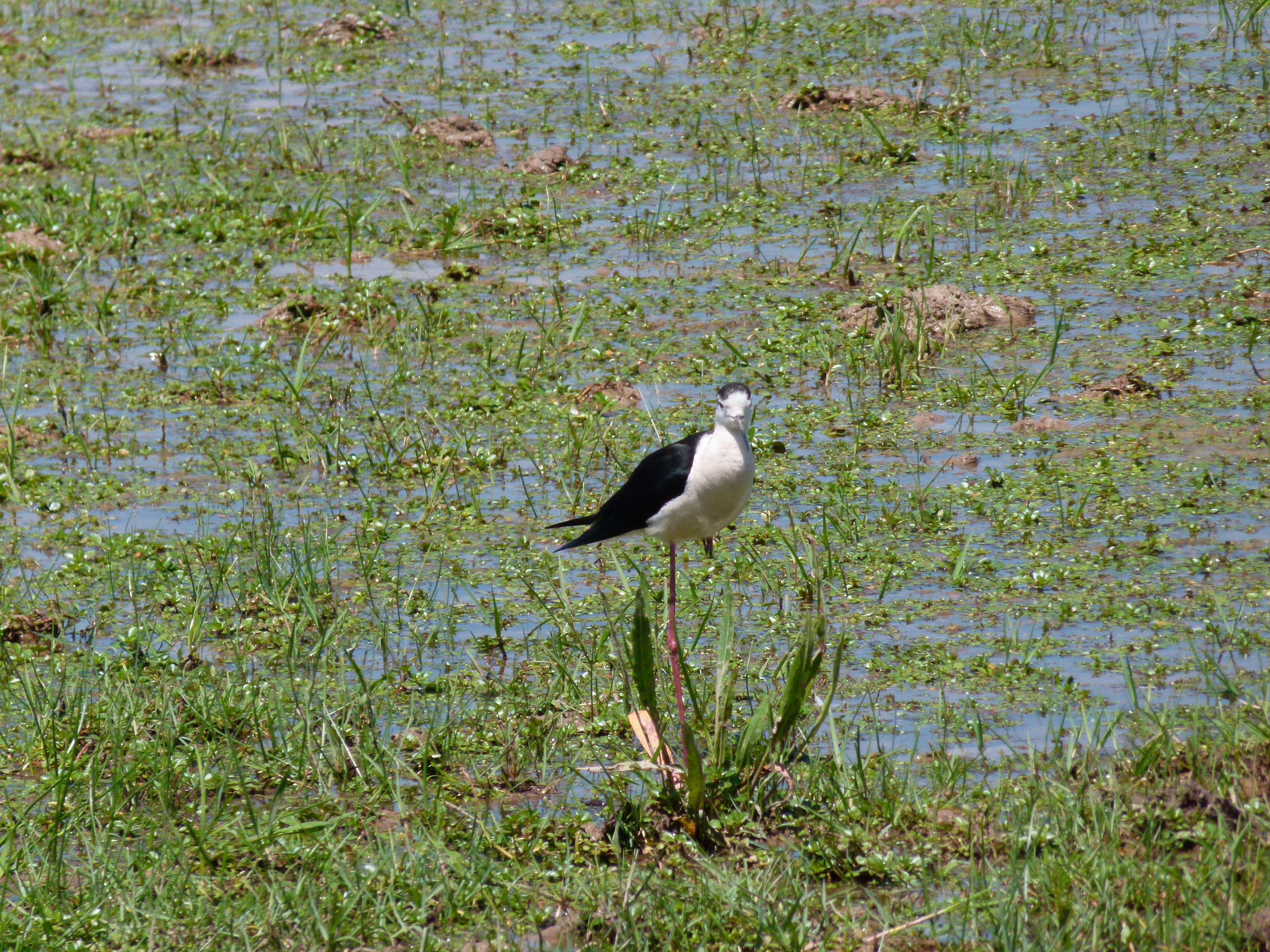 Image of Black-winged Stilt