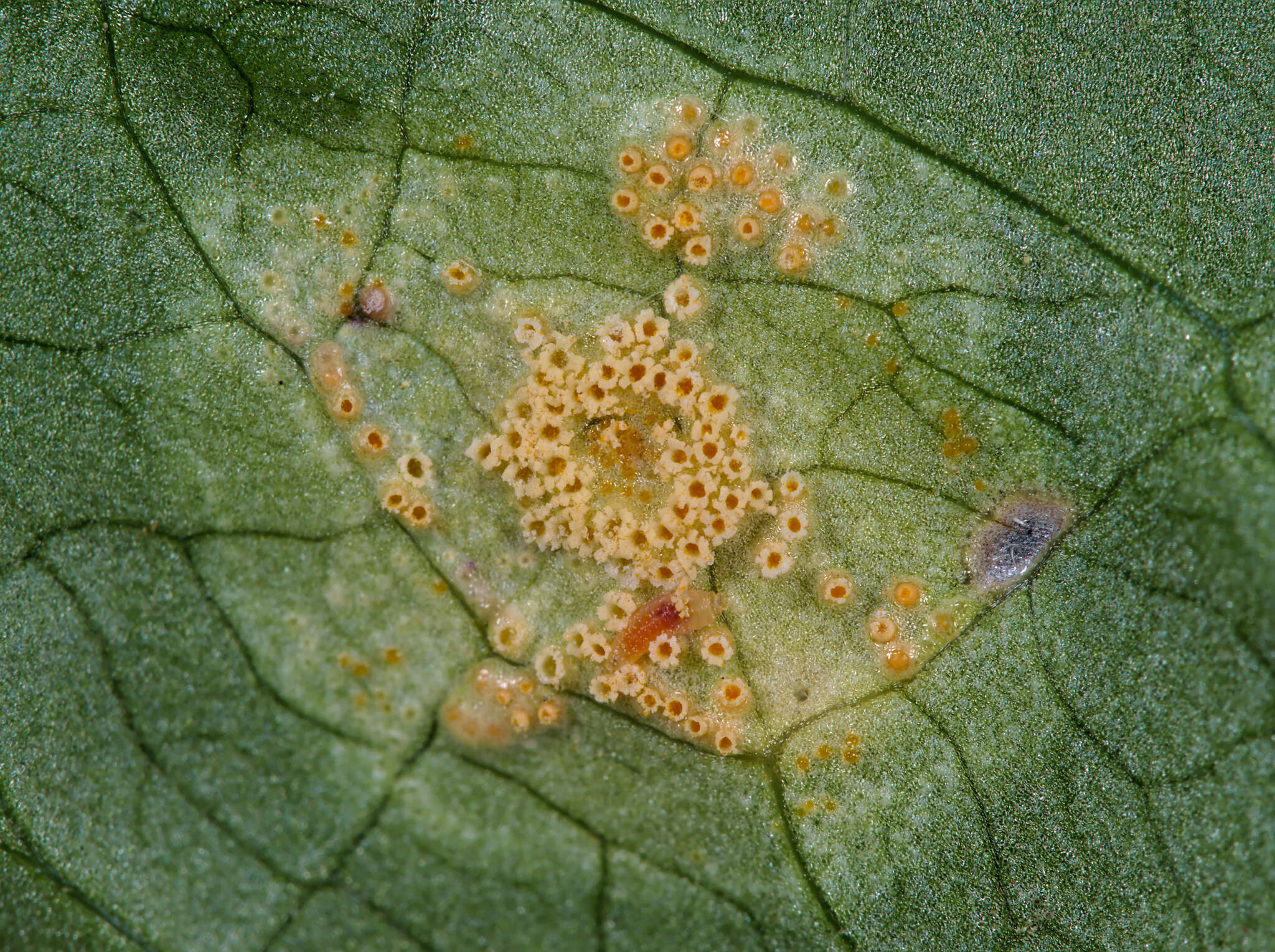 Imagem de Puccinia sessilis J. Schröt. 1870