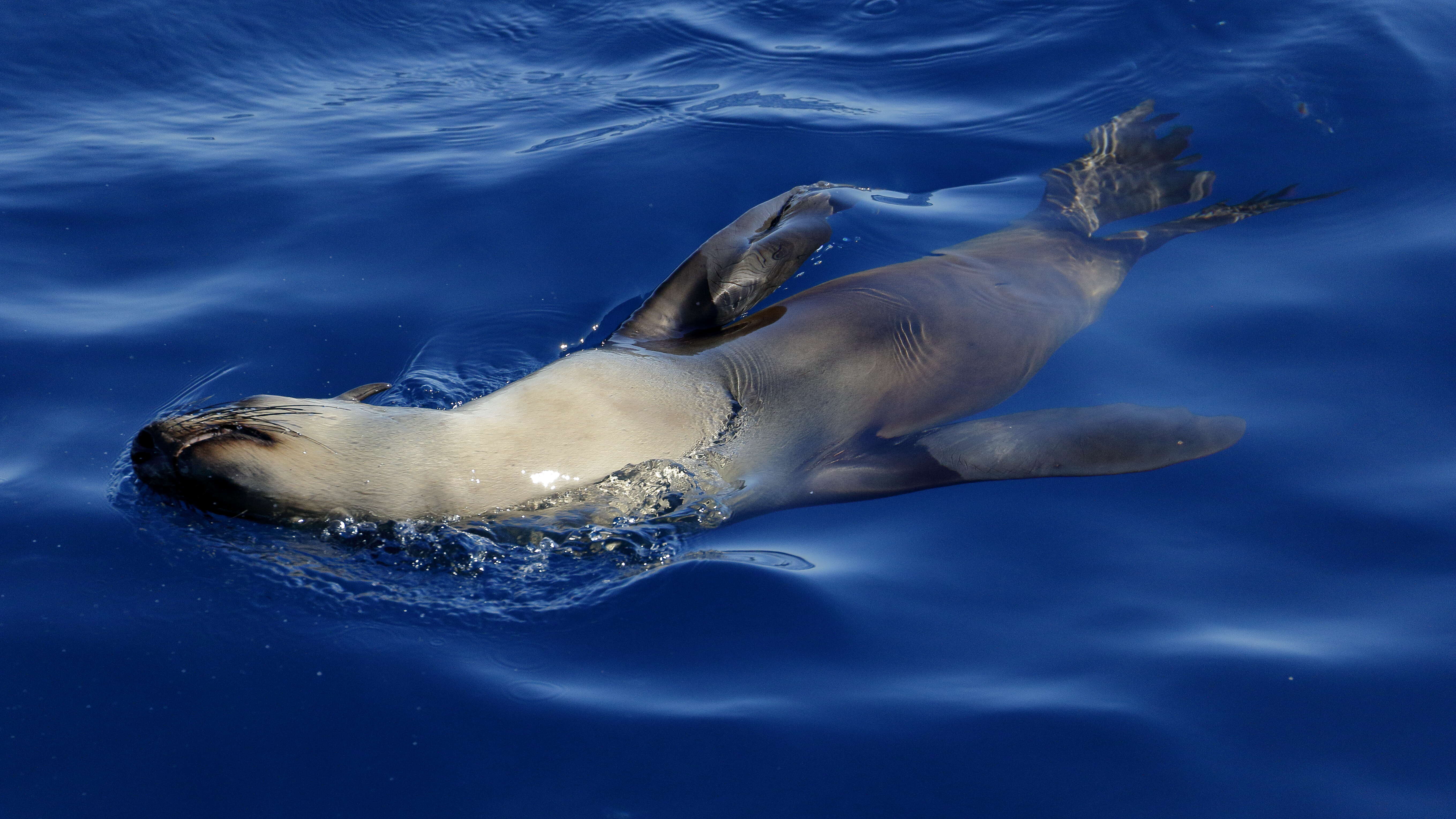 Image of Afro-Australian Fur Seal