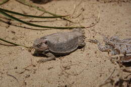 Image of Short-tailed horned lizard