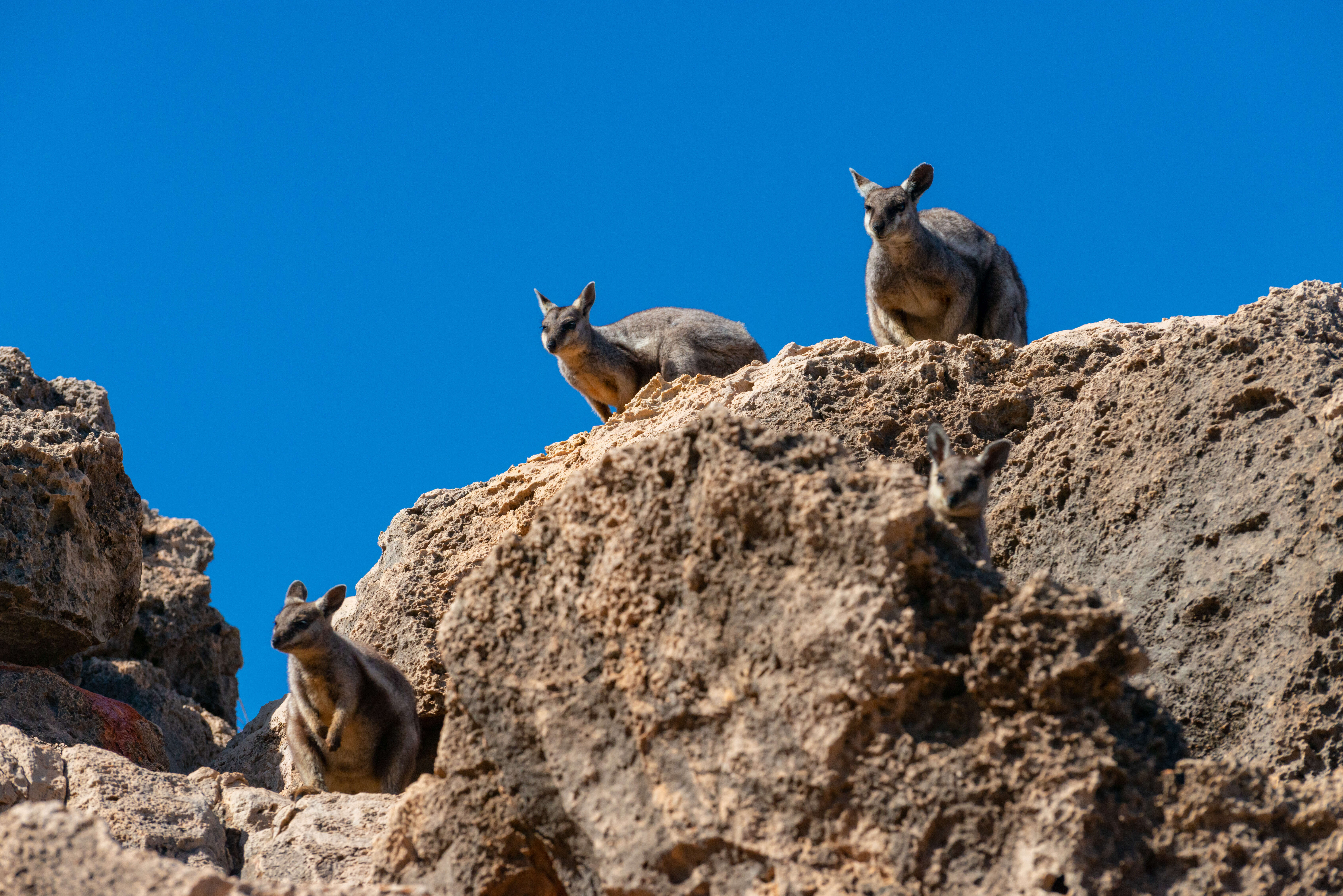 Image of Black-flanked Rock Wallaby