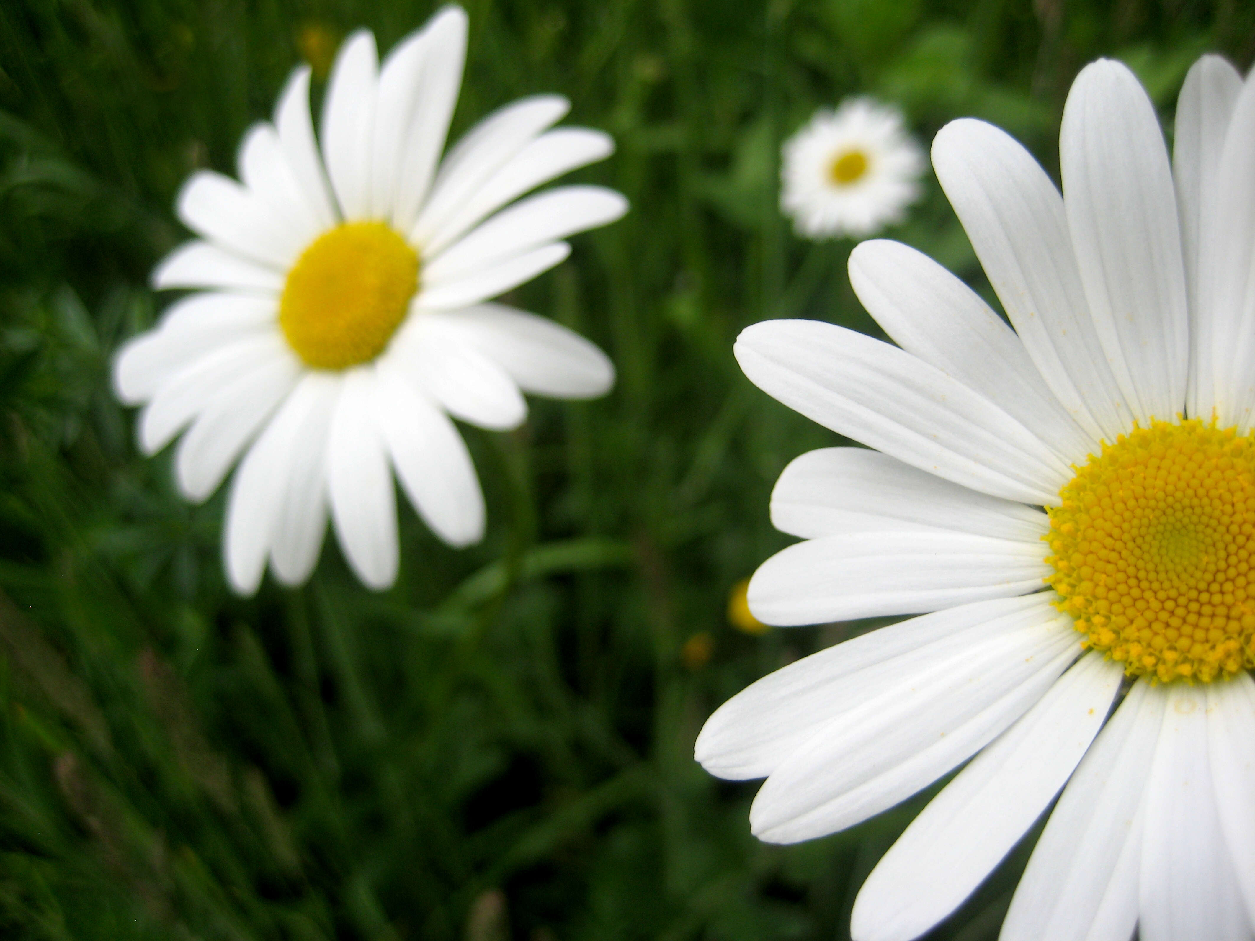 Image of Oxeye Daisy