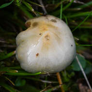 Image of Stropharia caerulea Kreisel 1979