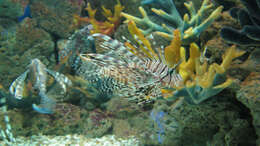 Image of Common lionfish