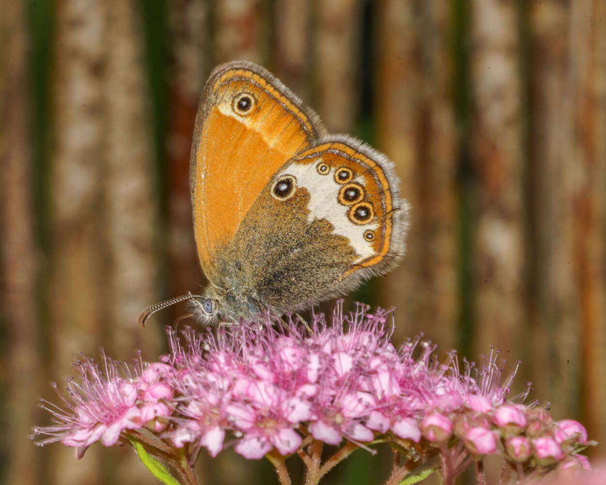 Coenonympha arcania Linnaeus 1761的圖片