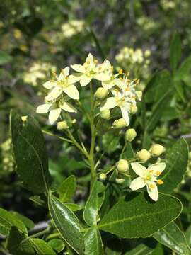 Image of California hoptree