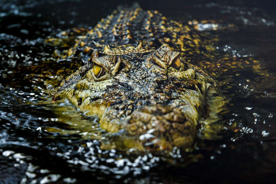 Image of Estuarine Crocodile