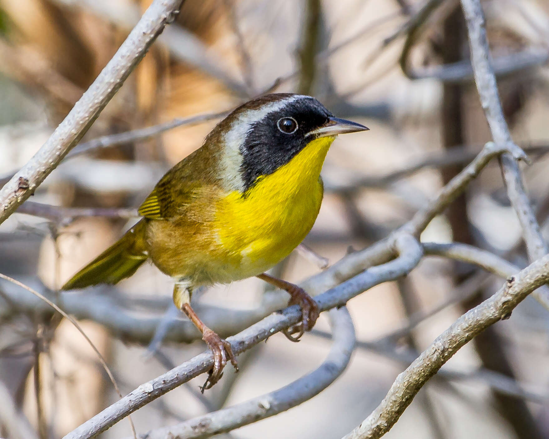 Geothlypis trichas (Linnaeus 1766) resmi