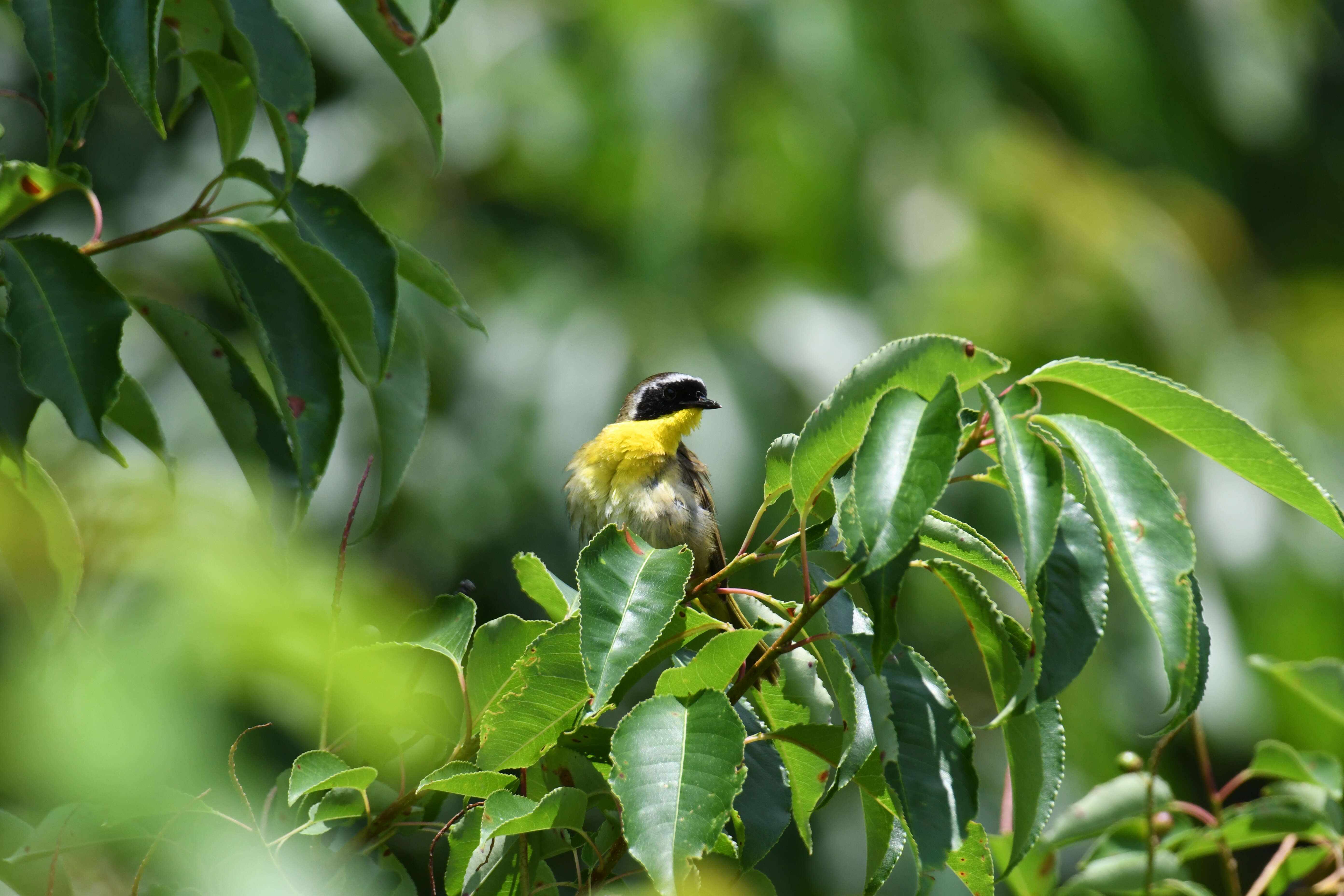 Geothlypis trichas (Linnaeus 1766) resmi