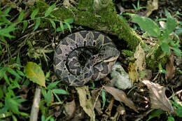 Image of Jumping Pit Viper