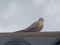 Image of American Mourning Dove