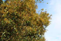 Image of Myrtle rust