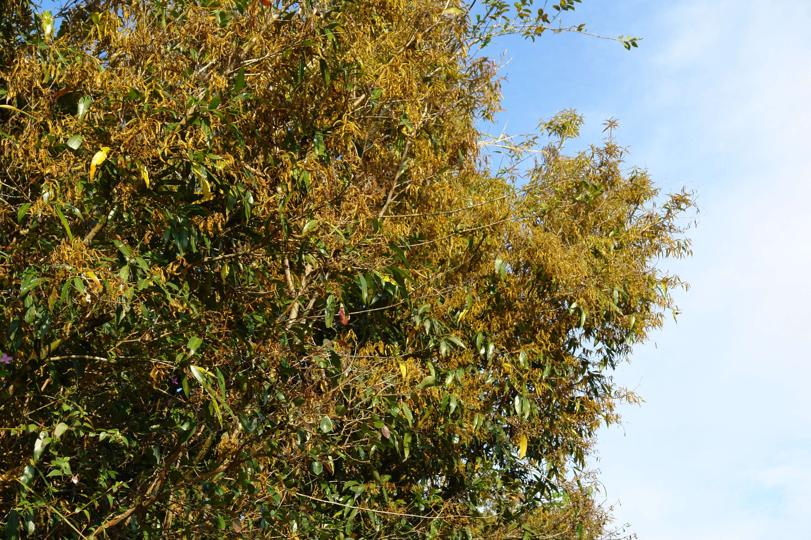 Image of Myrtle rust