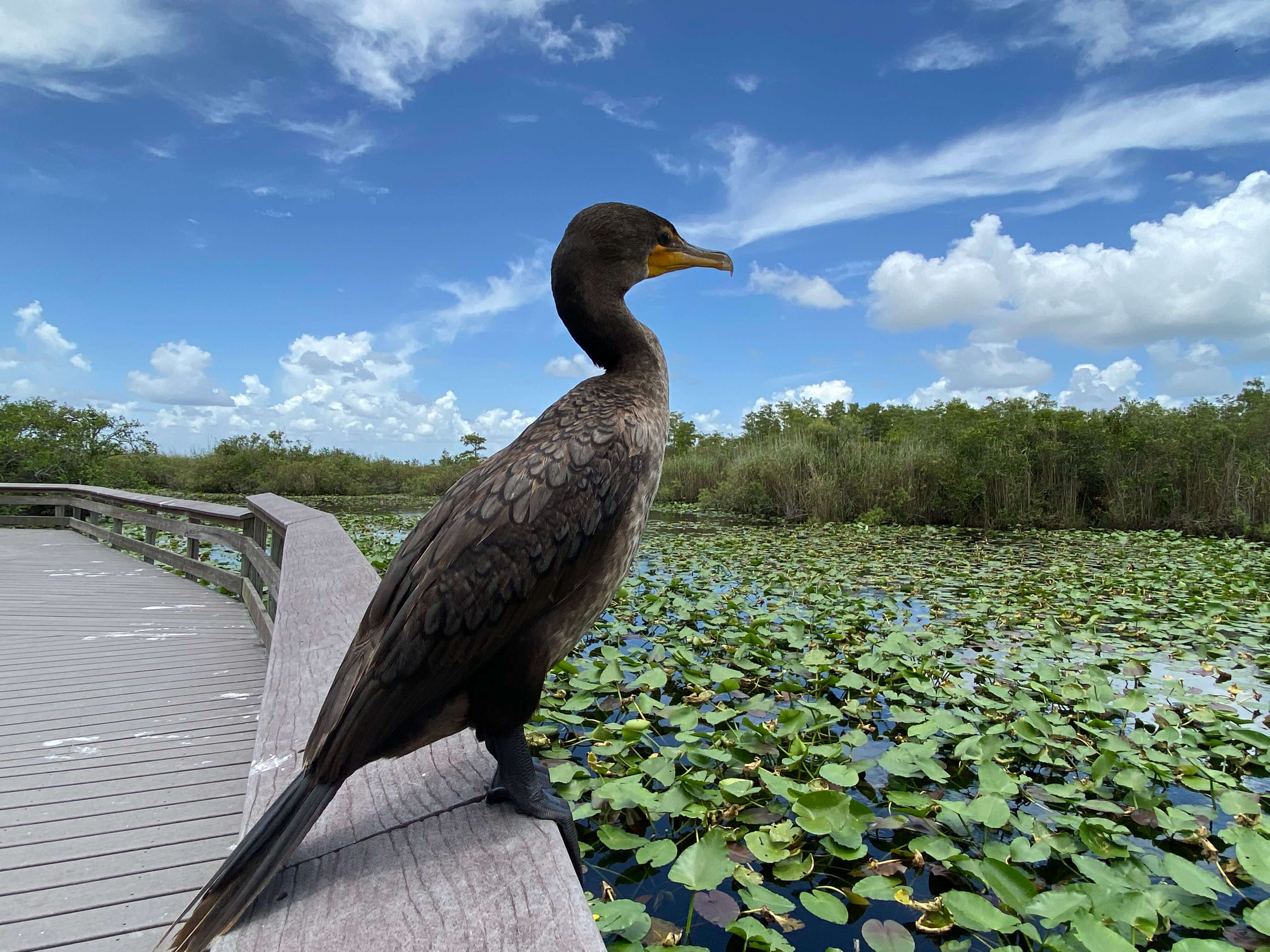 Image of Double-crested Cormorant