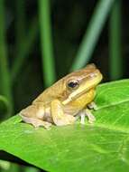 Image of Eastern Dwarf Tree Frog