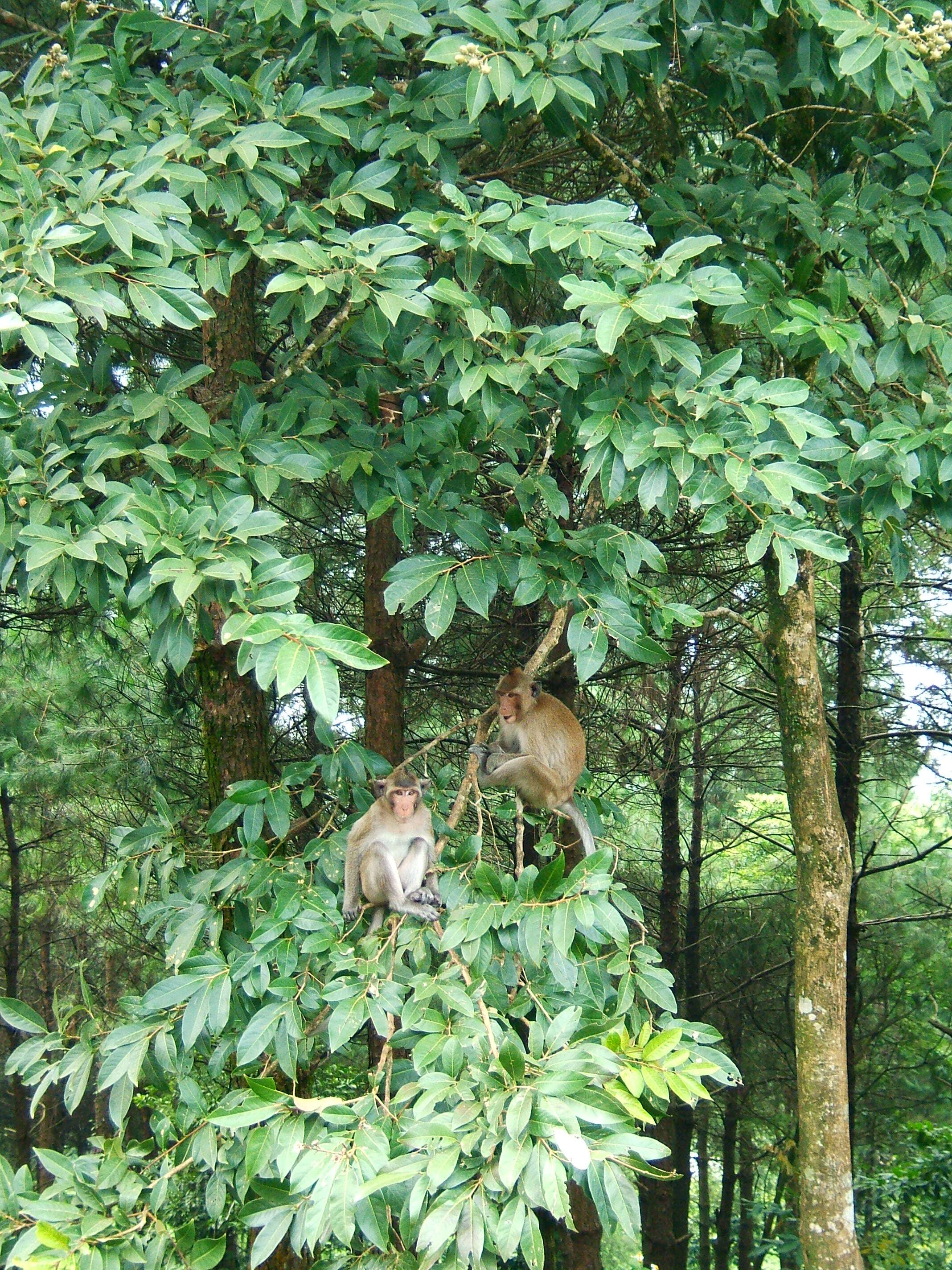 Image of Long-tailed Macaque