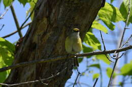 Слика од Vireo griseus (Boddaert 1783)