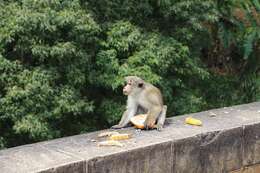 Image of Toque macaque