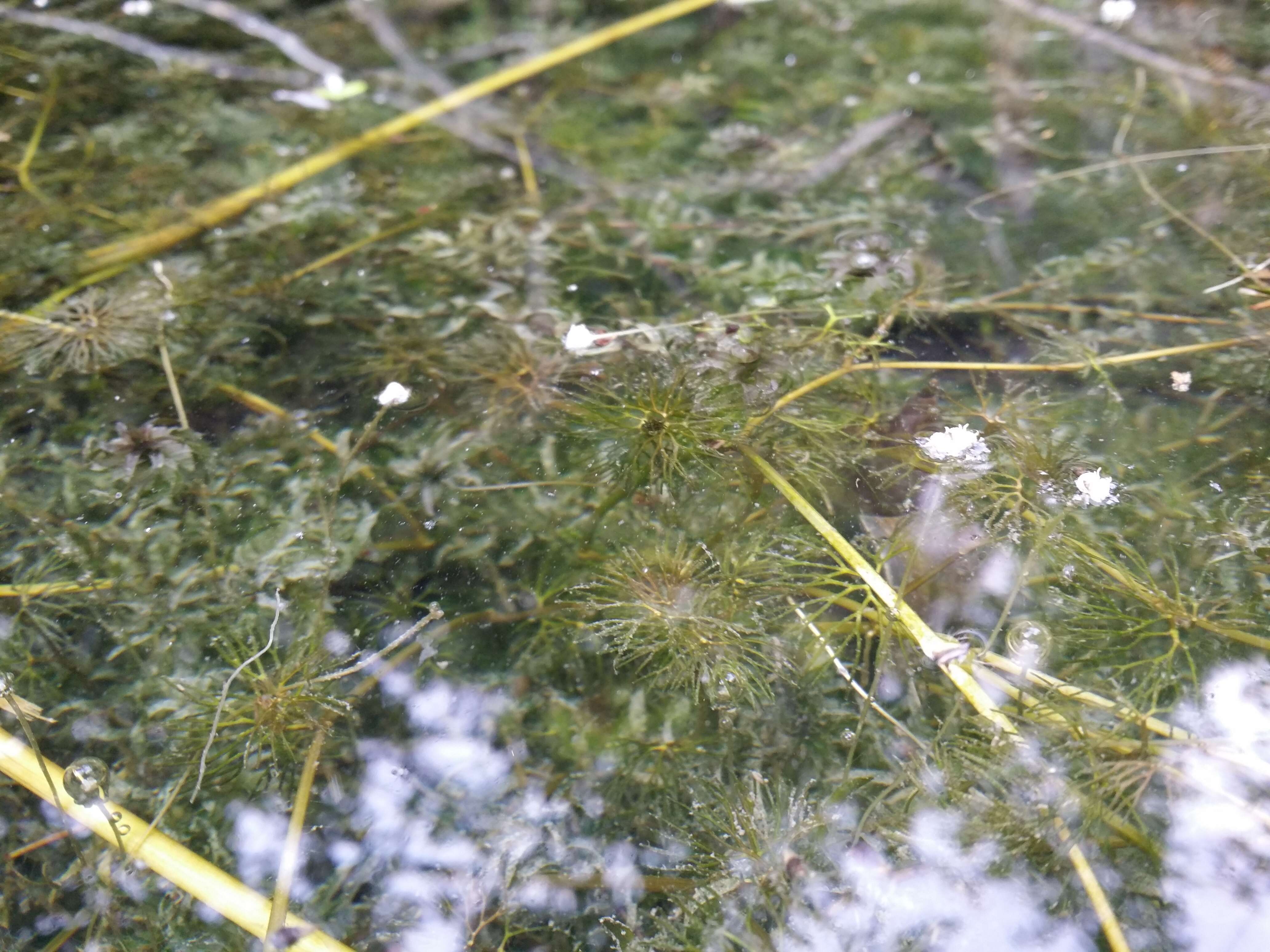 Image of western waterweed