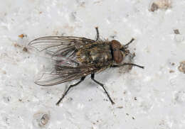 Image of Cluster flies