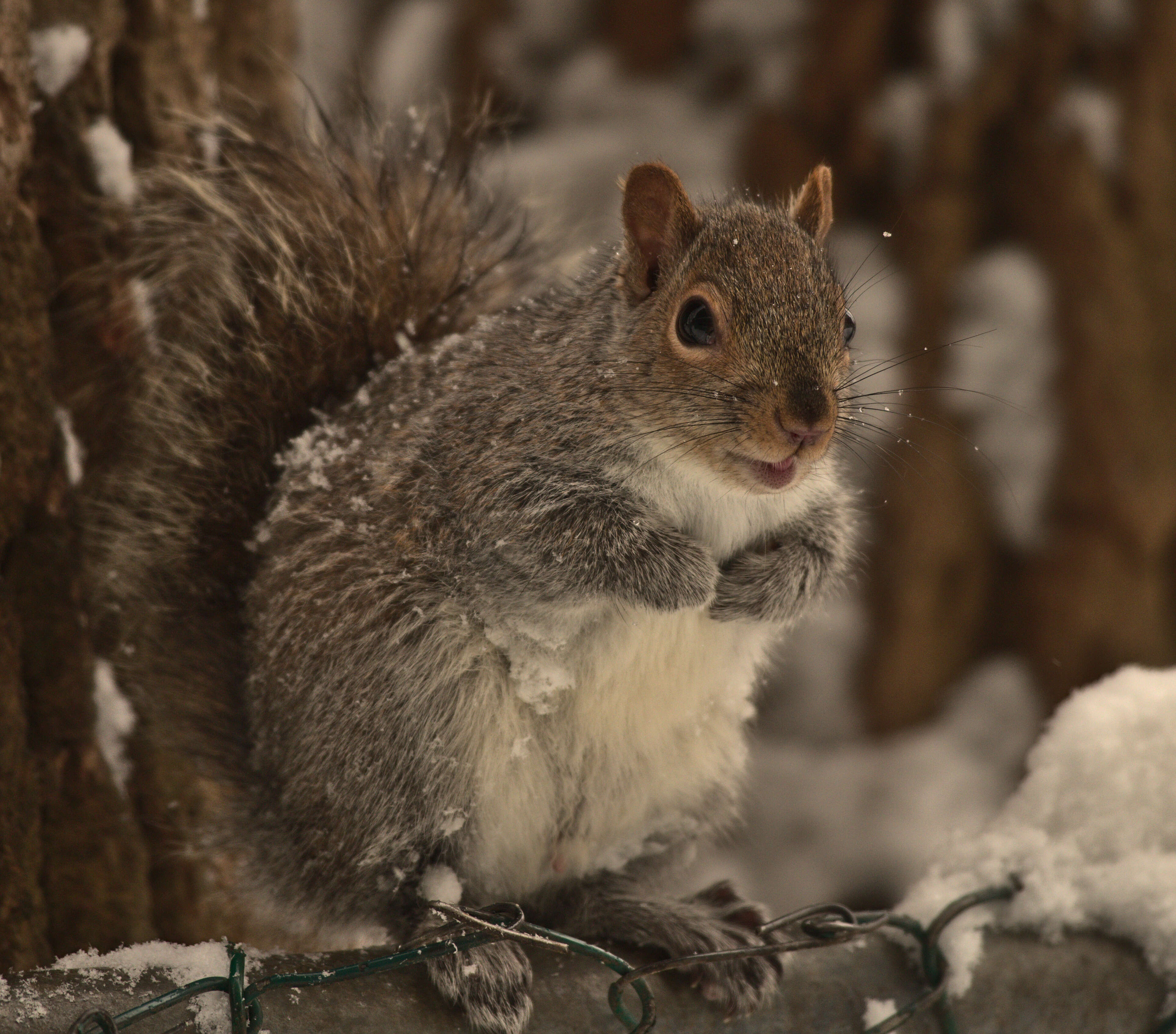 Image of Sciurus subgen. Sciurus Linnaeus 1758